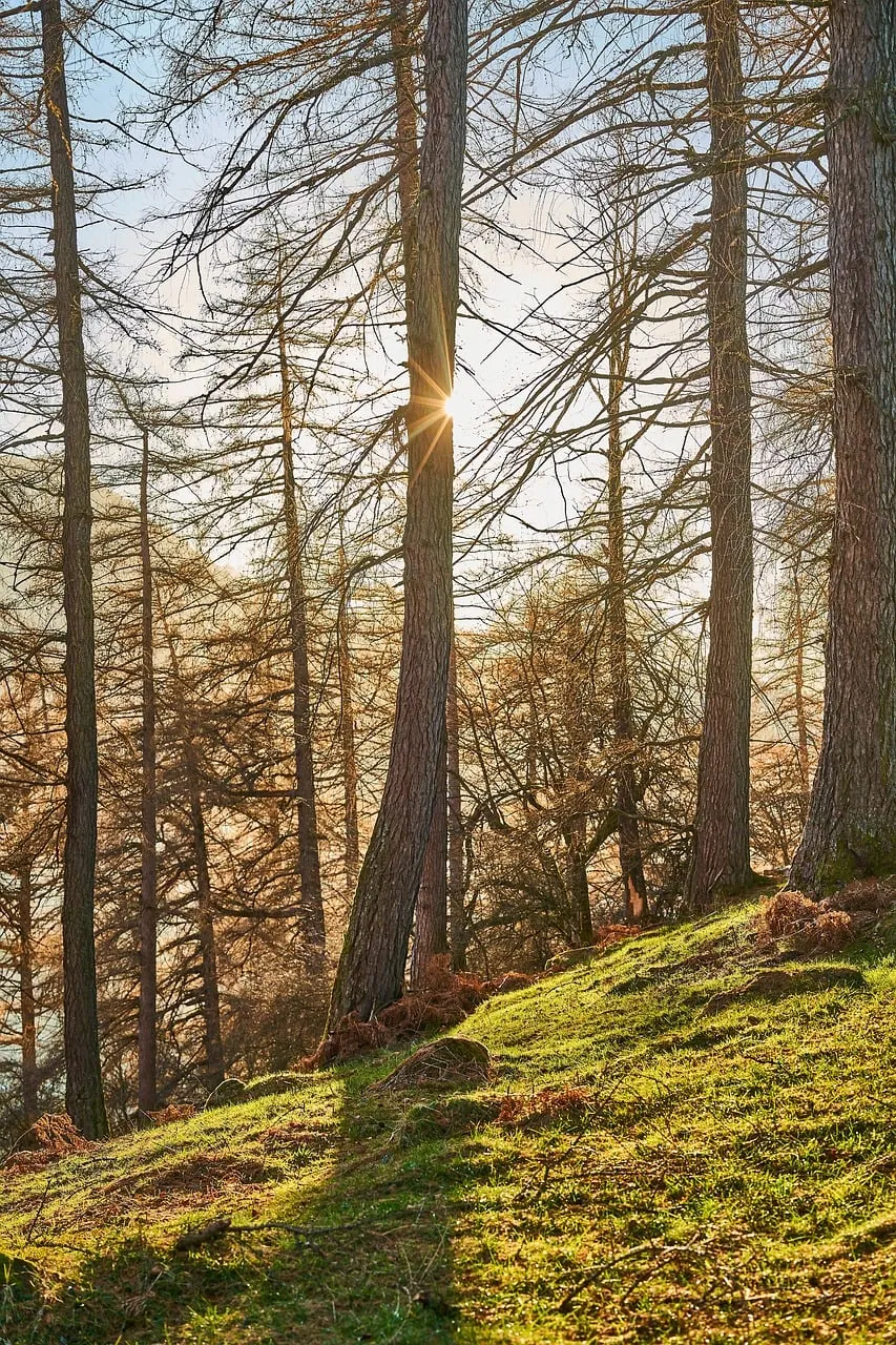 Enchanting Woodland Sunrise: Golden Rays Through Forest Trees