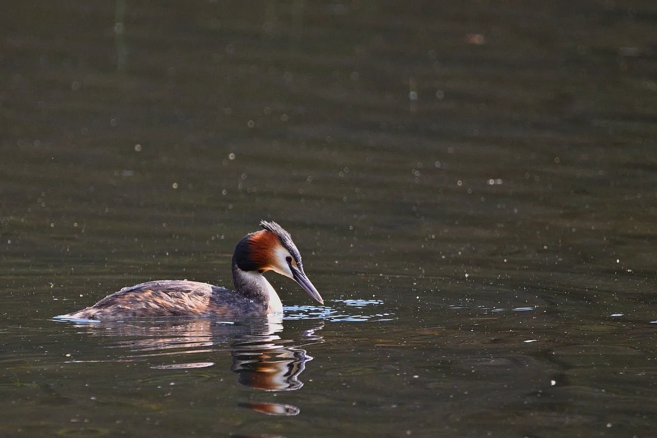 Majestic Great Crested Grebe Gliding on Calm Lake Waters