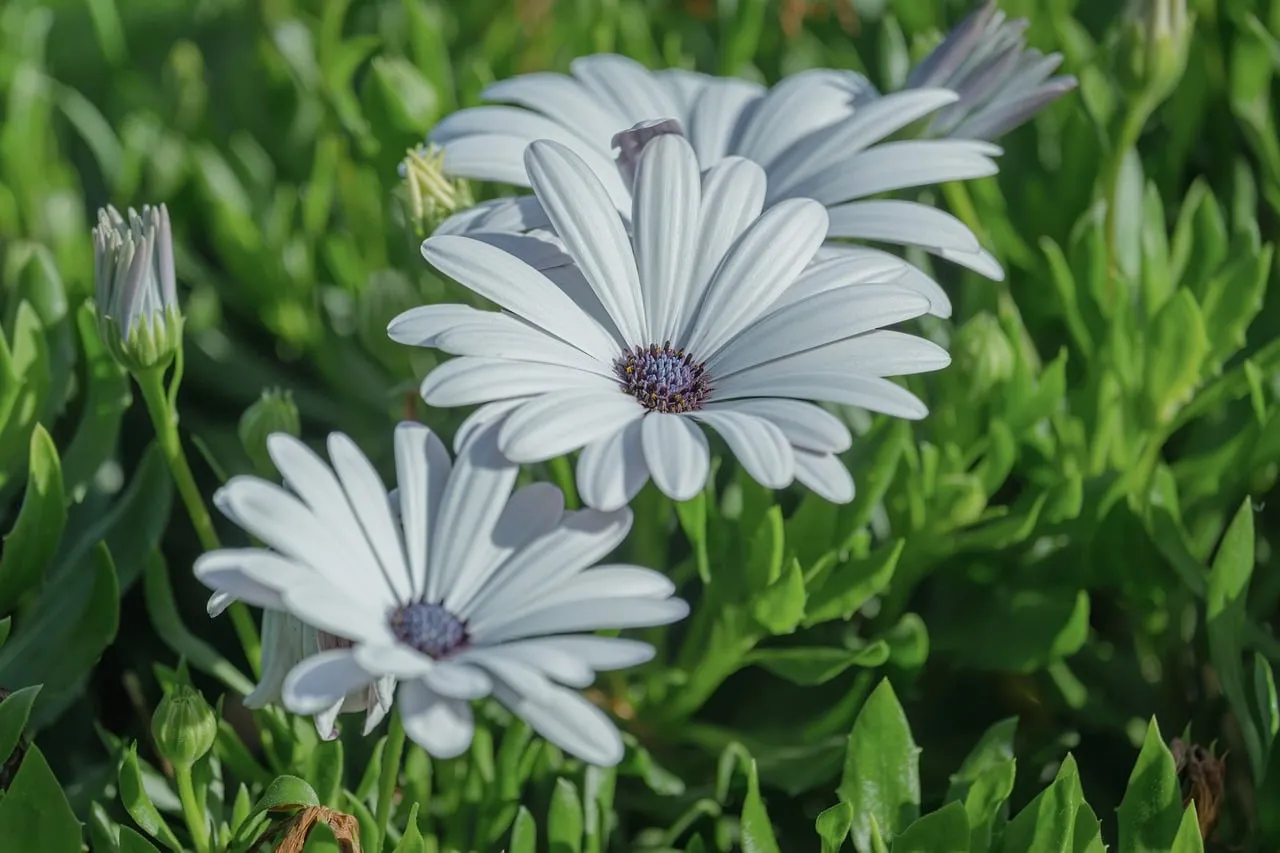 Stunning White African Daisies in Vibrant Summer Bloom