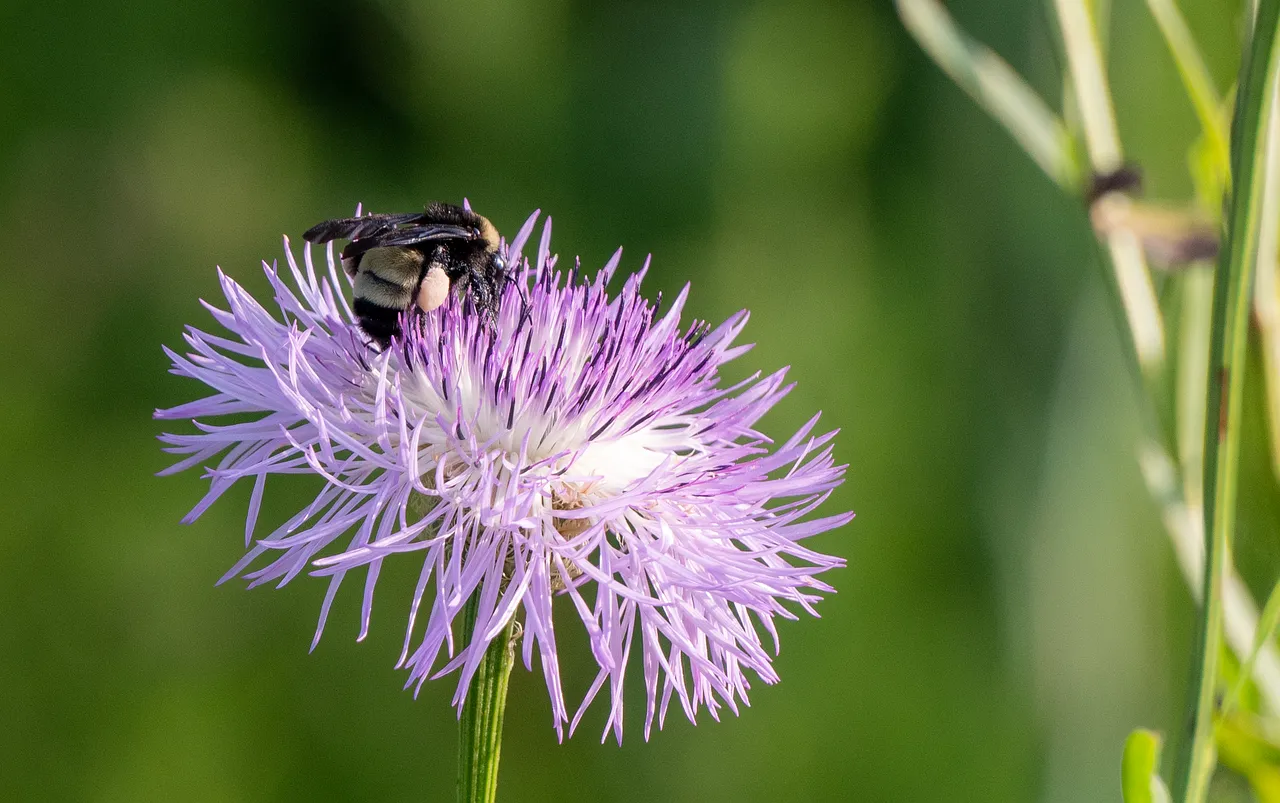 Vibrant Purple Bloom: Bee's Nectar Delight