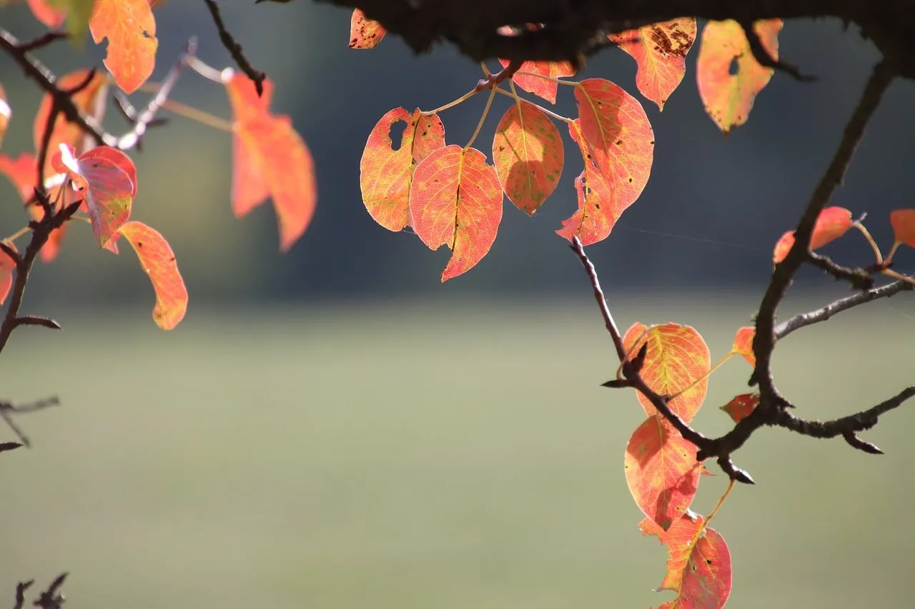 Vibrant Autumn Hues: Nature's Fiery Fall Foliage