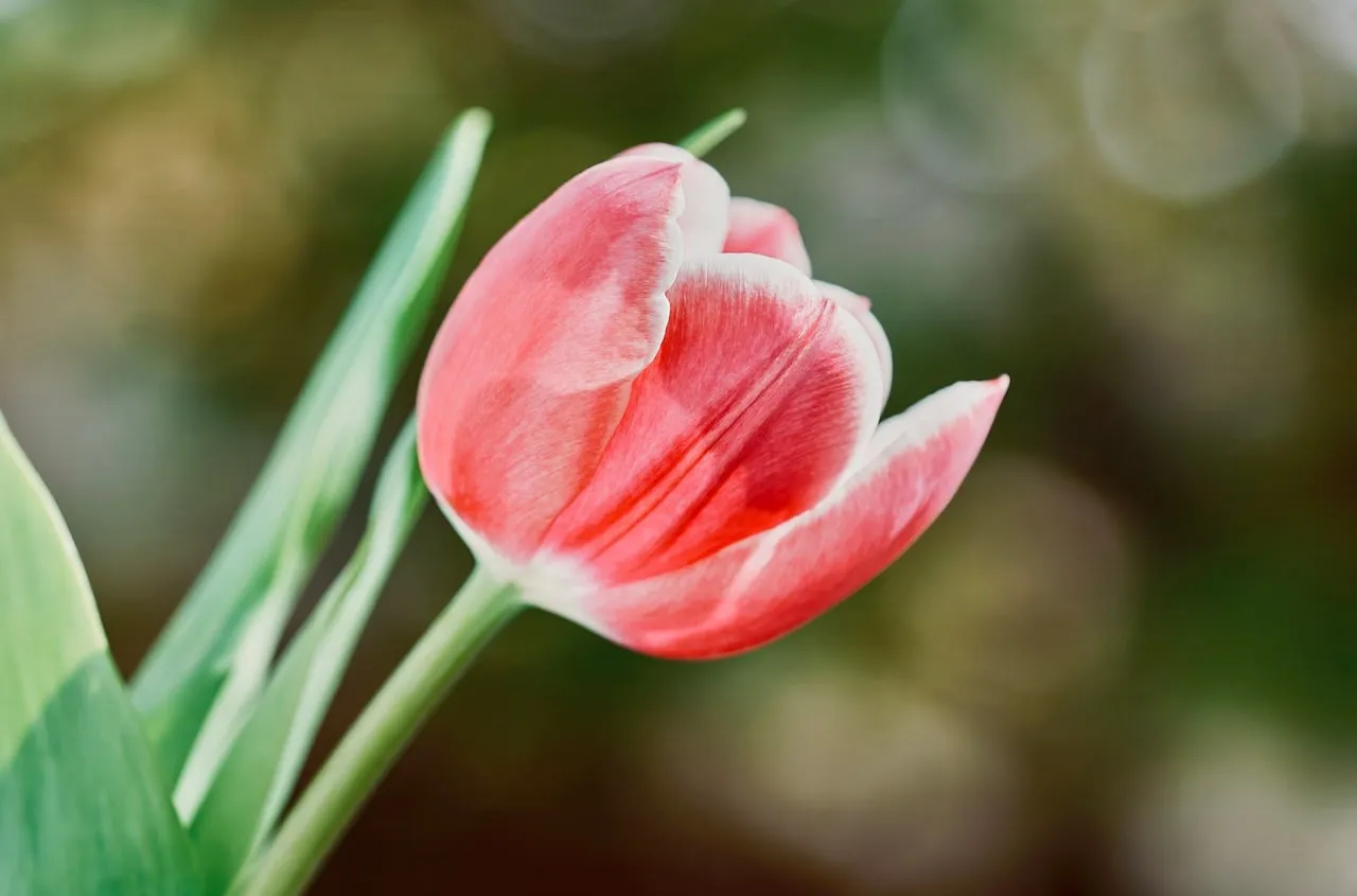 Vibrant Red Tulip: A Springtime Symphony of Silky Petals