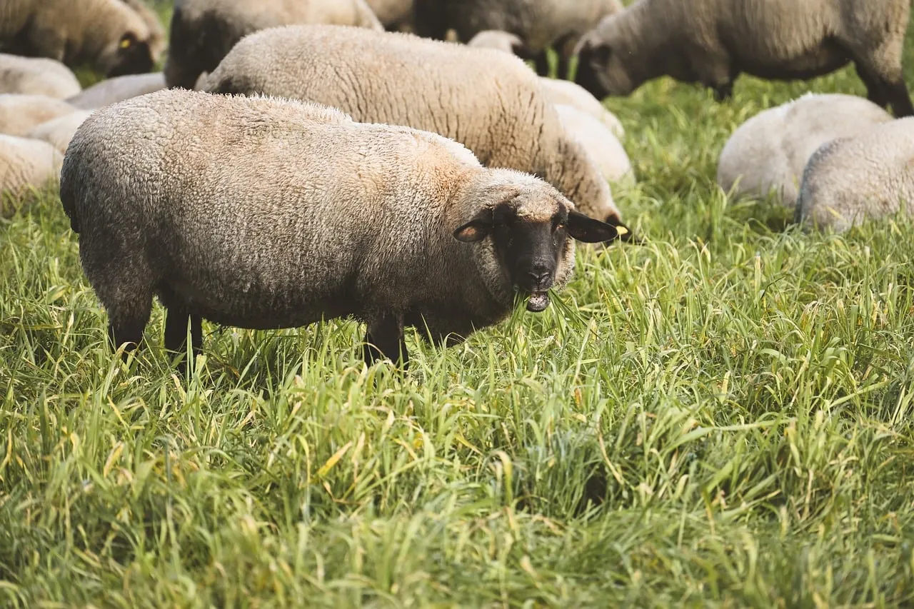 Idyllic Pastures: Woolly Sheep Grazing in Green Fields