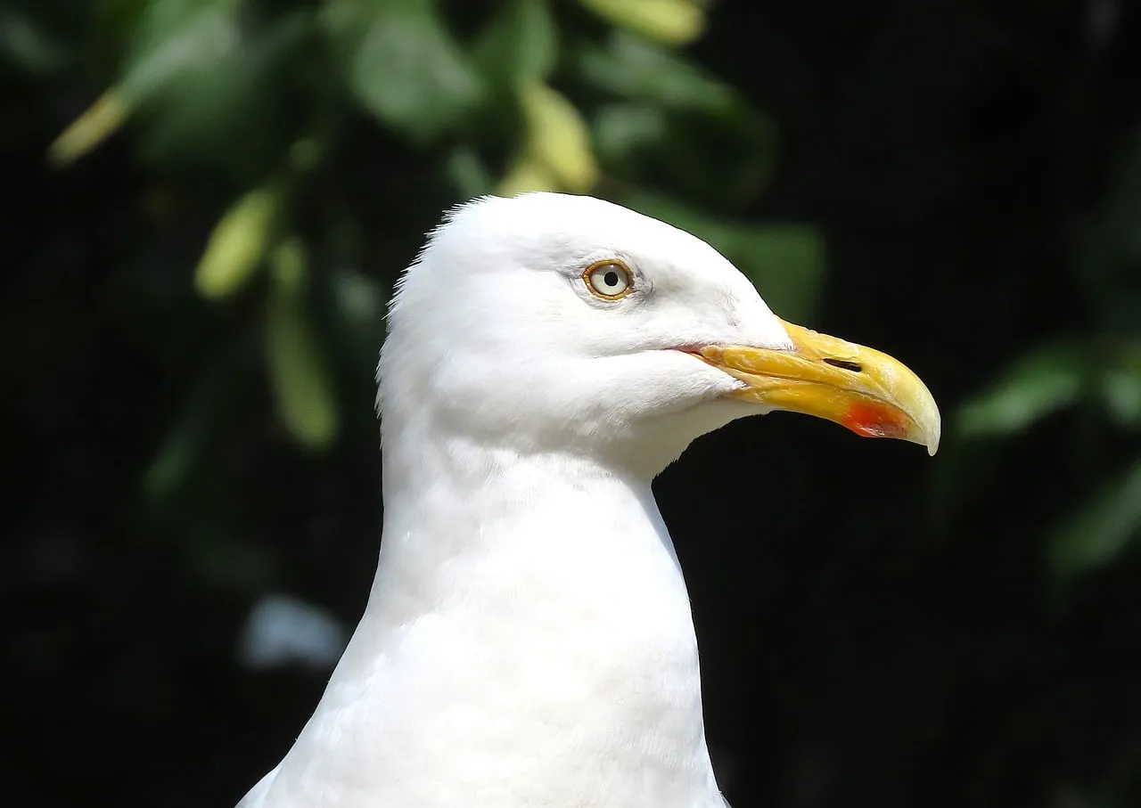 Stunning Seabird: Majestic Gull Profile in Nature