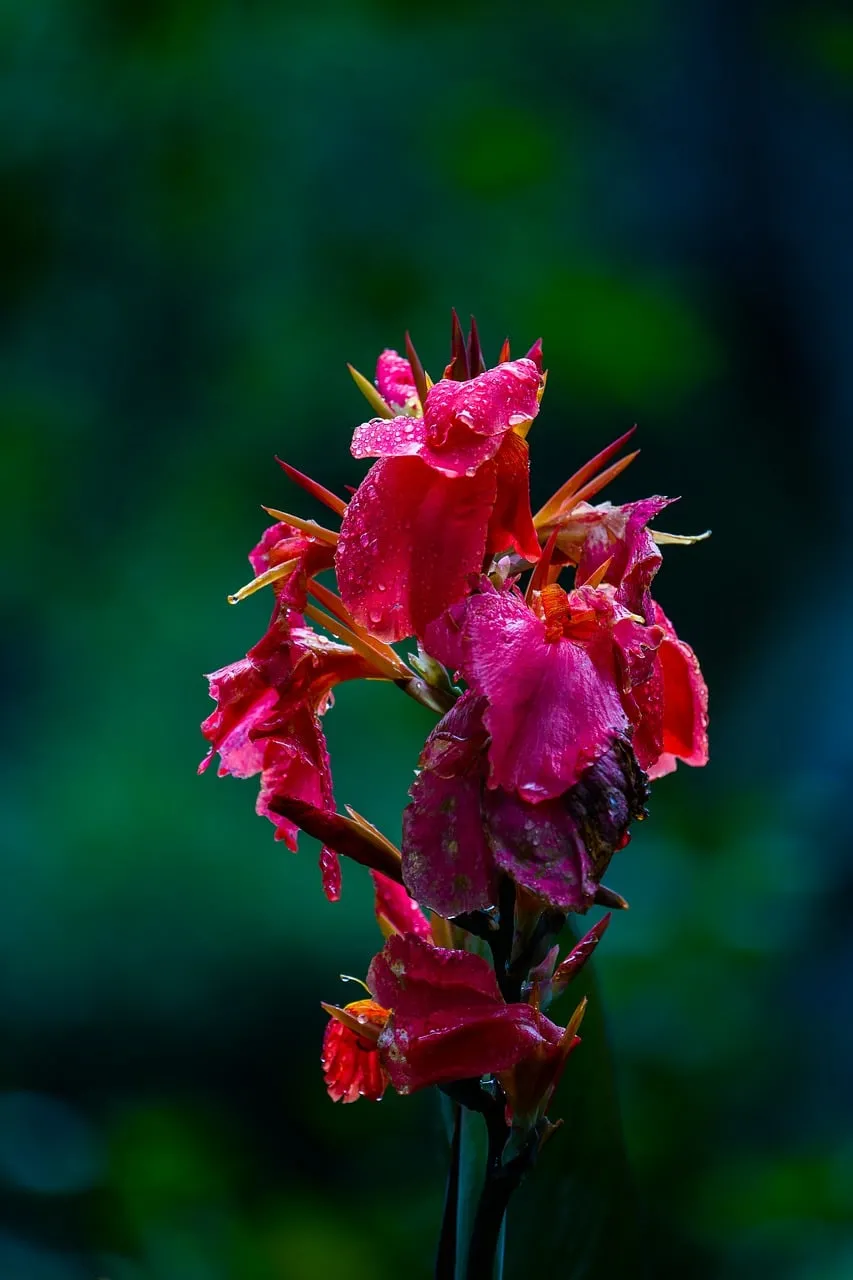 Vibrant Red Canna Lilies Adorned with Raindrops