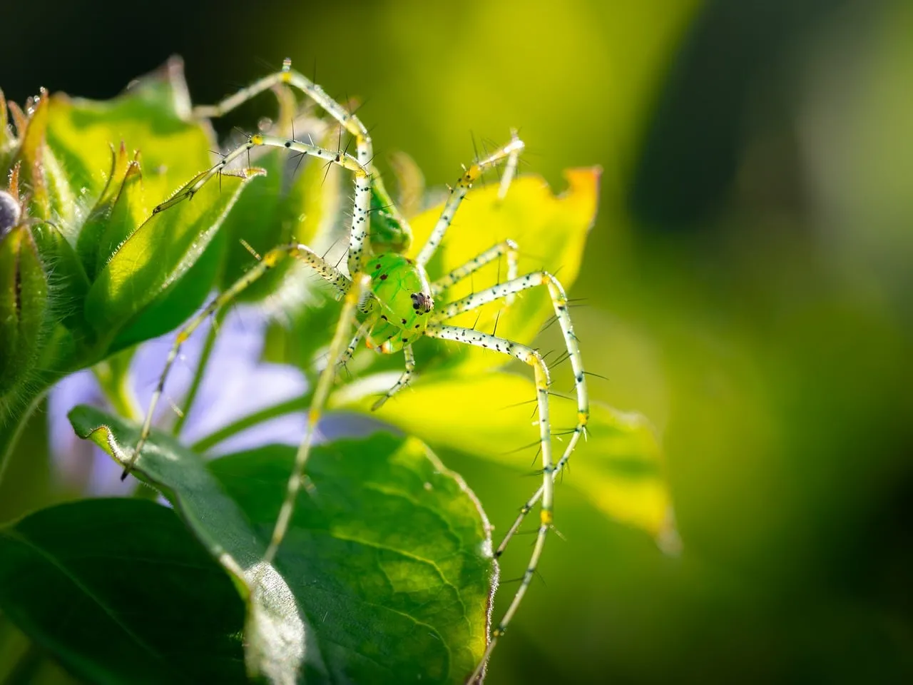 Vibrant Green Spider Camouflaged on Lush Foliage