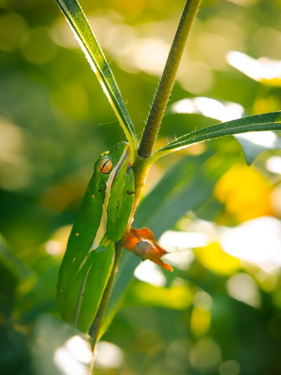 Vibrant Green Frog Clinging to a Leafy Branch