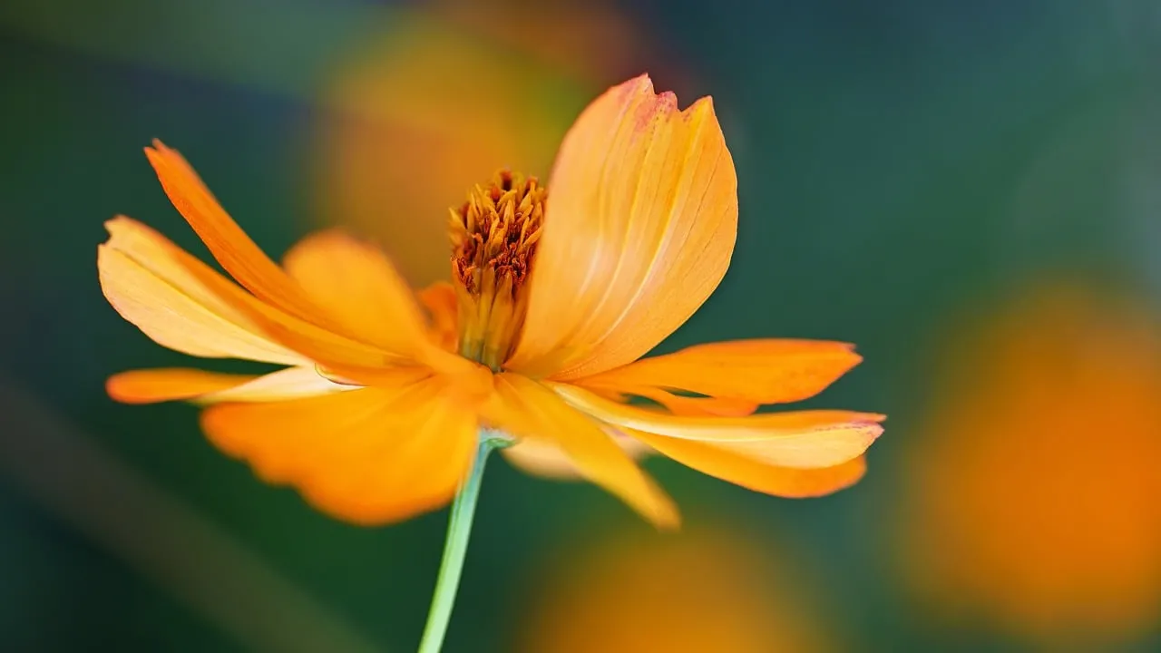 Vibrant Orange Cosmos: Nature's Summer Beauty in Macro Detail