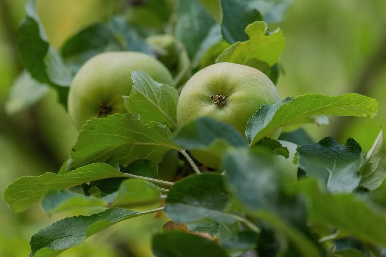 Vibrant Green Apples: Nature's Wholesome Summer Harvest