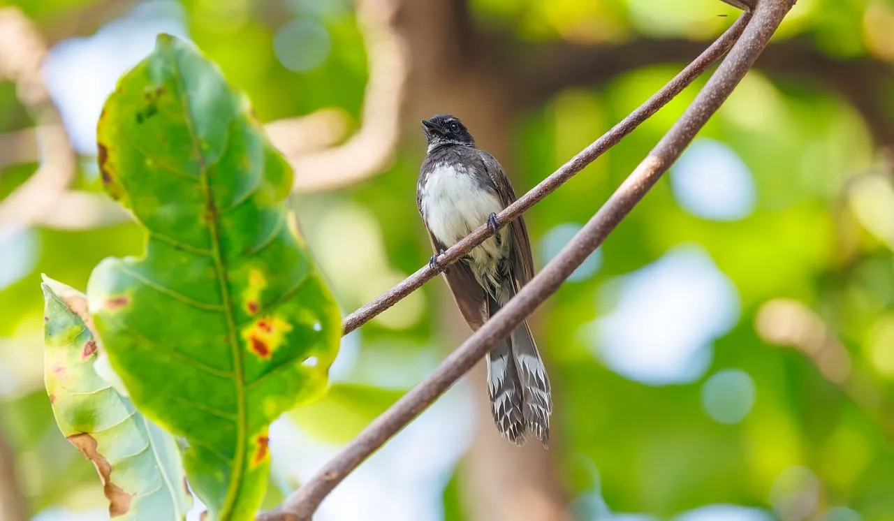 Enchanting Indonesian Fantail: A Glimpse of Tropical Wildlife
