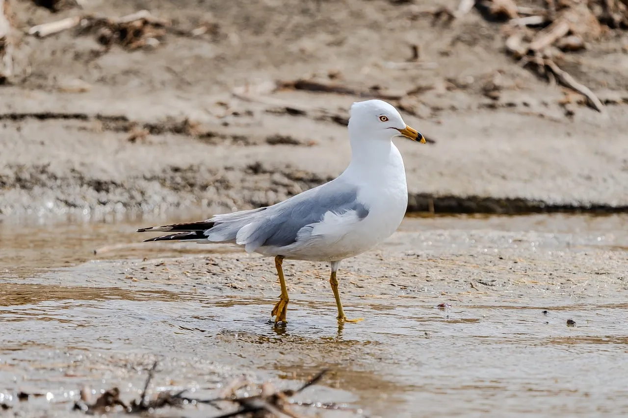 Graceful Ring-billed Gull Poses on a Serene Coastal Shore