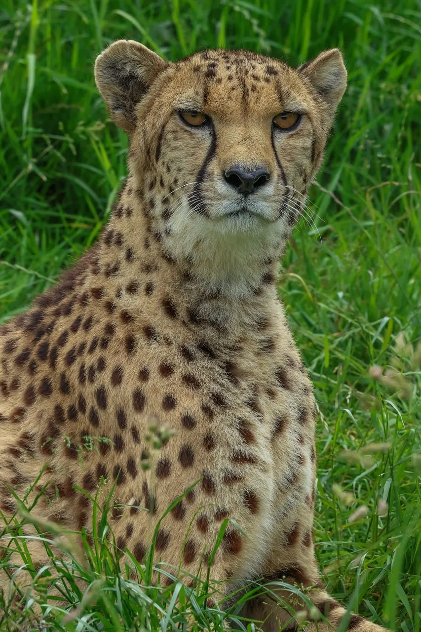 Majestic Cheetah Gazes Amidst Lush Green Savannah