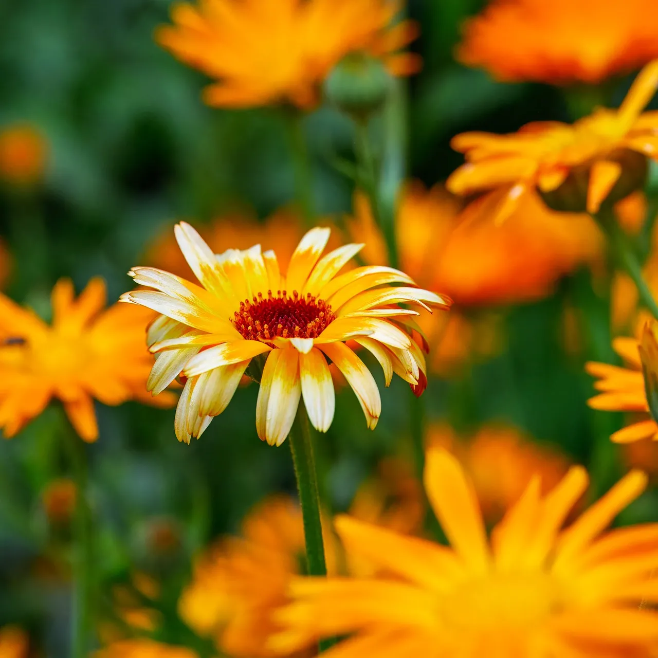 Vibrant Yellow Marigold: A Summer Bloom's Close-up