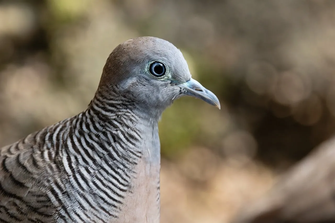 Stunning Zebra Dove: Nature's Intricate Patterned Beauty