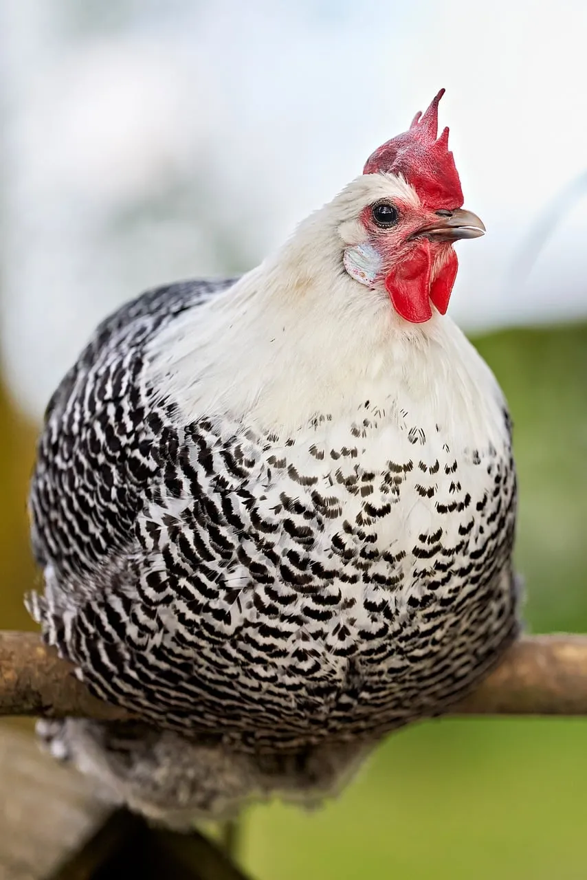 Vibrant Braekel Hen: Striking Black-and-White Feather Pattern