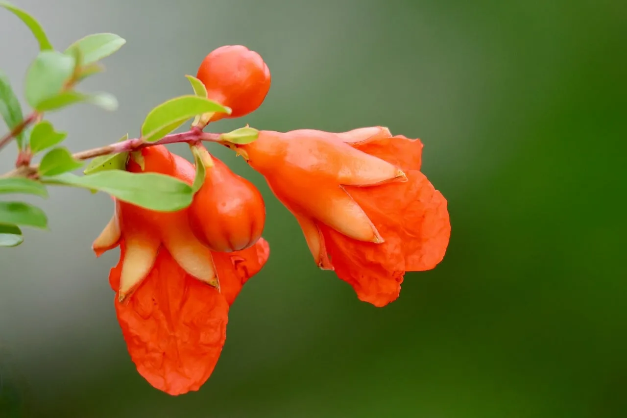 Vibrant Orange Pomegranate Blooms: Nature's Fiery Charm