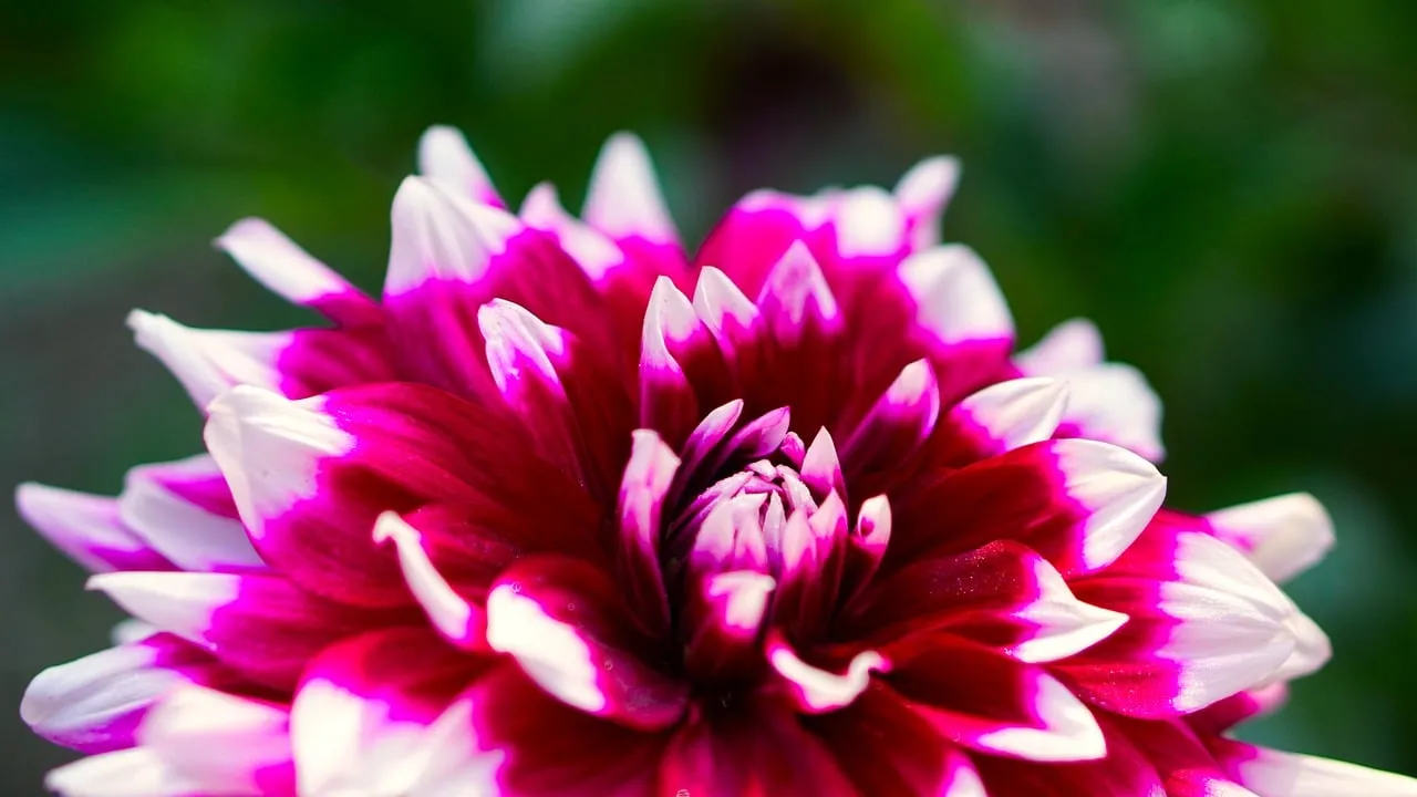 Vibrant Dahlia Bloom: Nature's Pink and White Grandeur