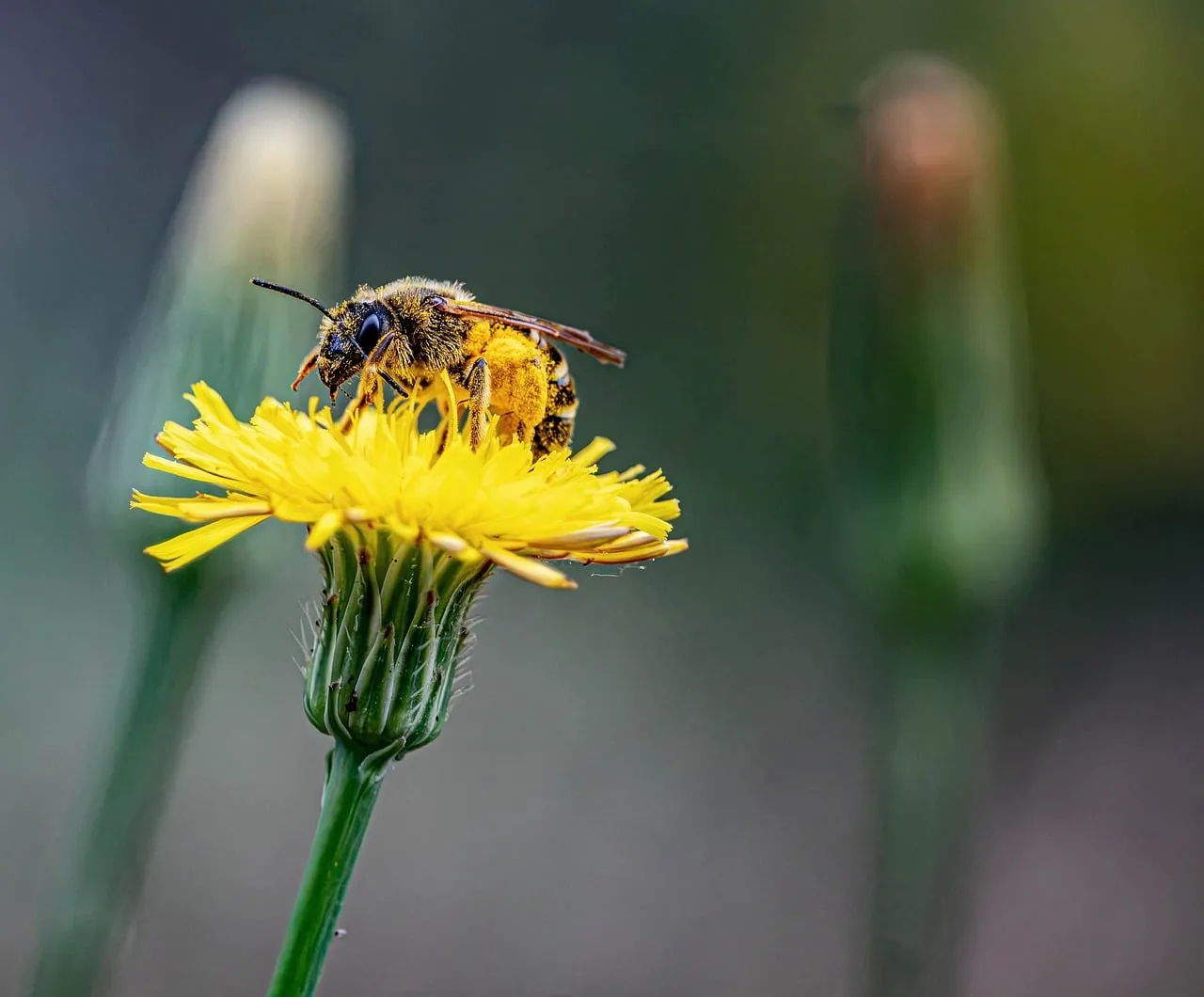 Vibrant Macro: Busy Bee on Dandelion