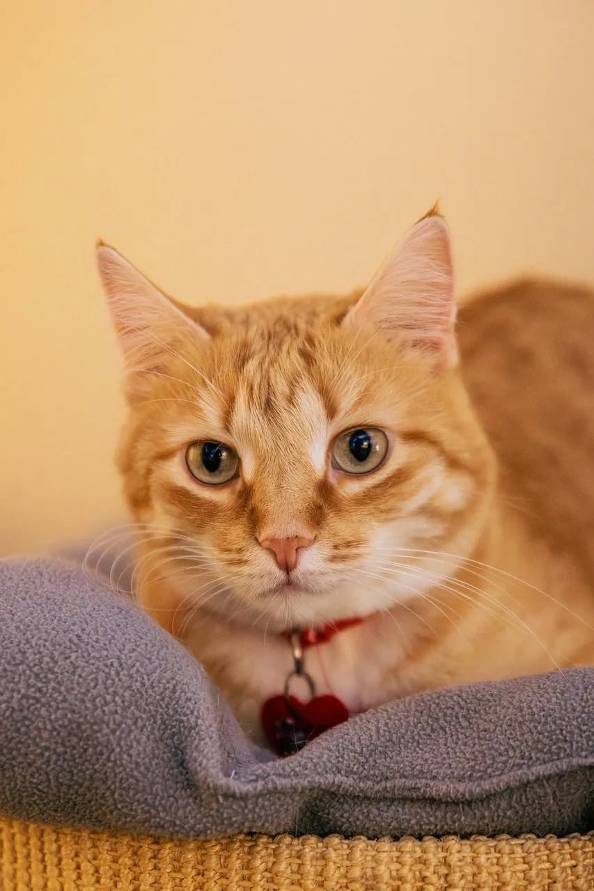 Captivating Ginger Cat: Expressive Eyes and Cozy Charm