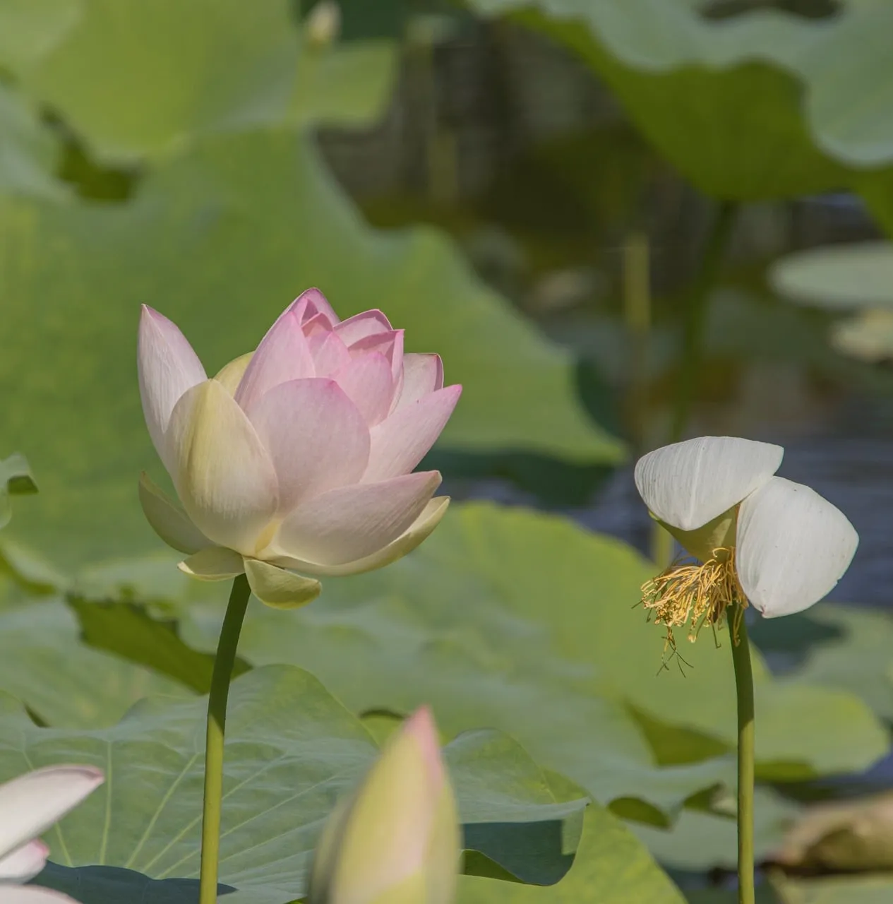Serene Pink Lotus: A Symphony of Summer Tranquility