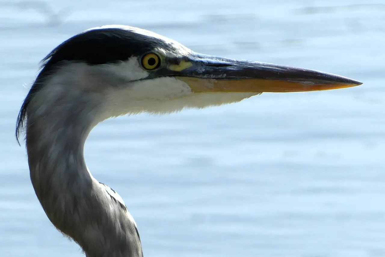 Stunning Heron Profile: Nature's Avian Masterpiece