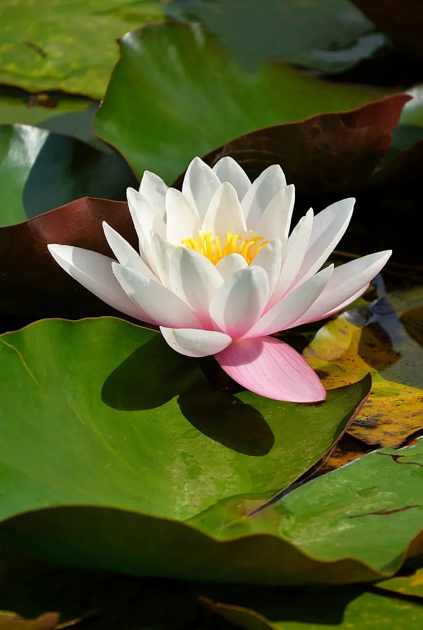 Stunning White Water Lily Blooms in Serene Garden Pond