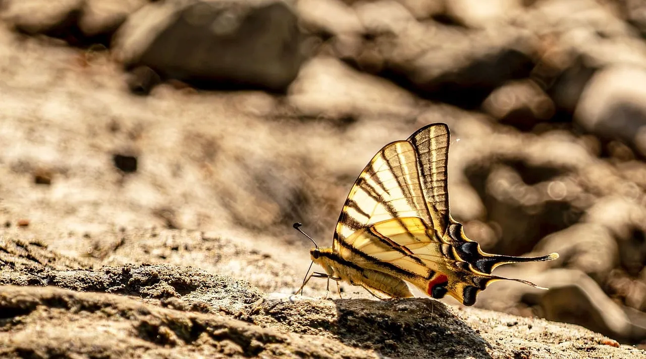 Stunning Swallowtail: Macro Nature's Elegant Spring Dance