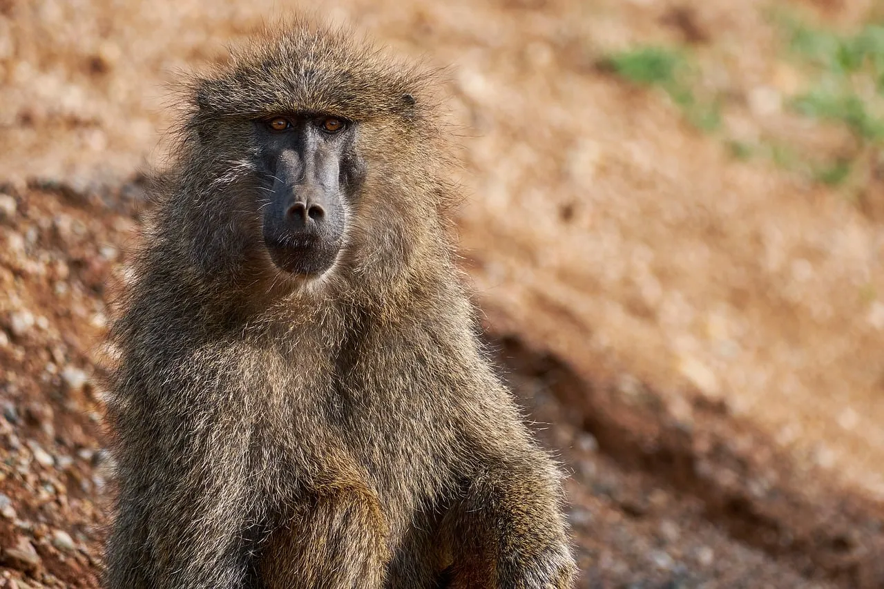 Majestic Baboon's Gaze: Wild Beauty in the African Savannah