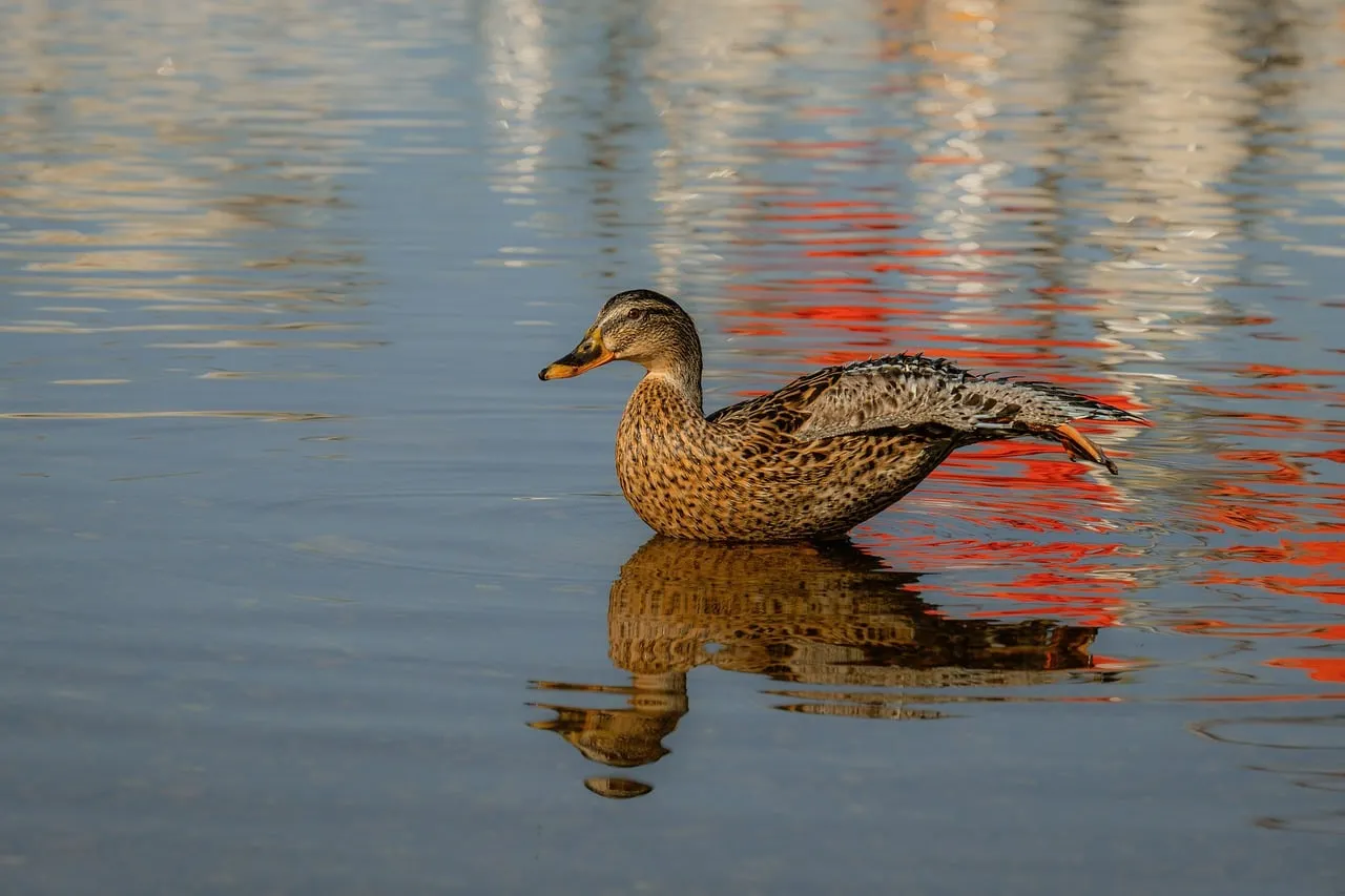 Serene Mallard Duck Gliding on Reflective Lake Waters