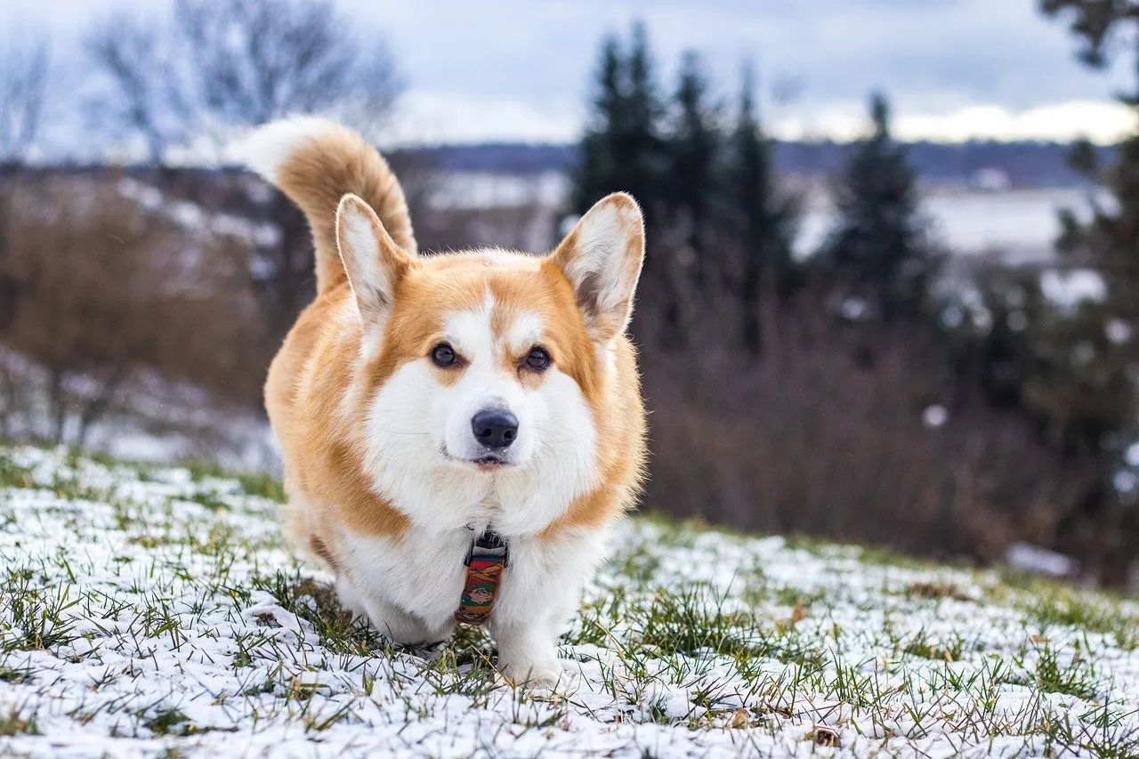 Adorable Winter Corgi: A Fluffy Friend in Snowy Nature