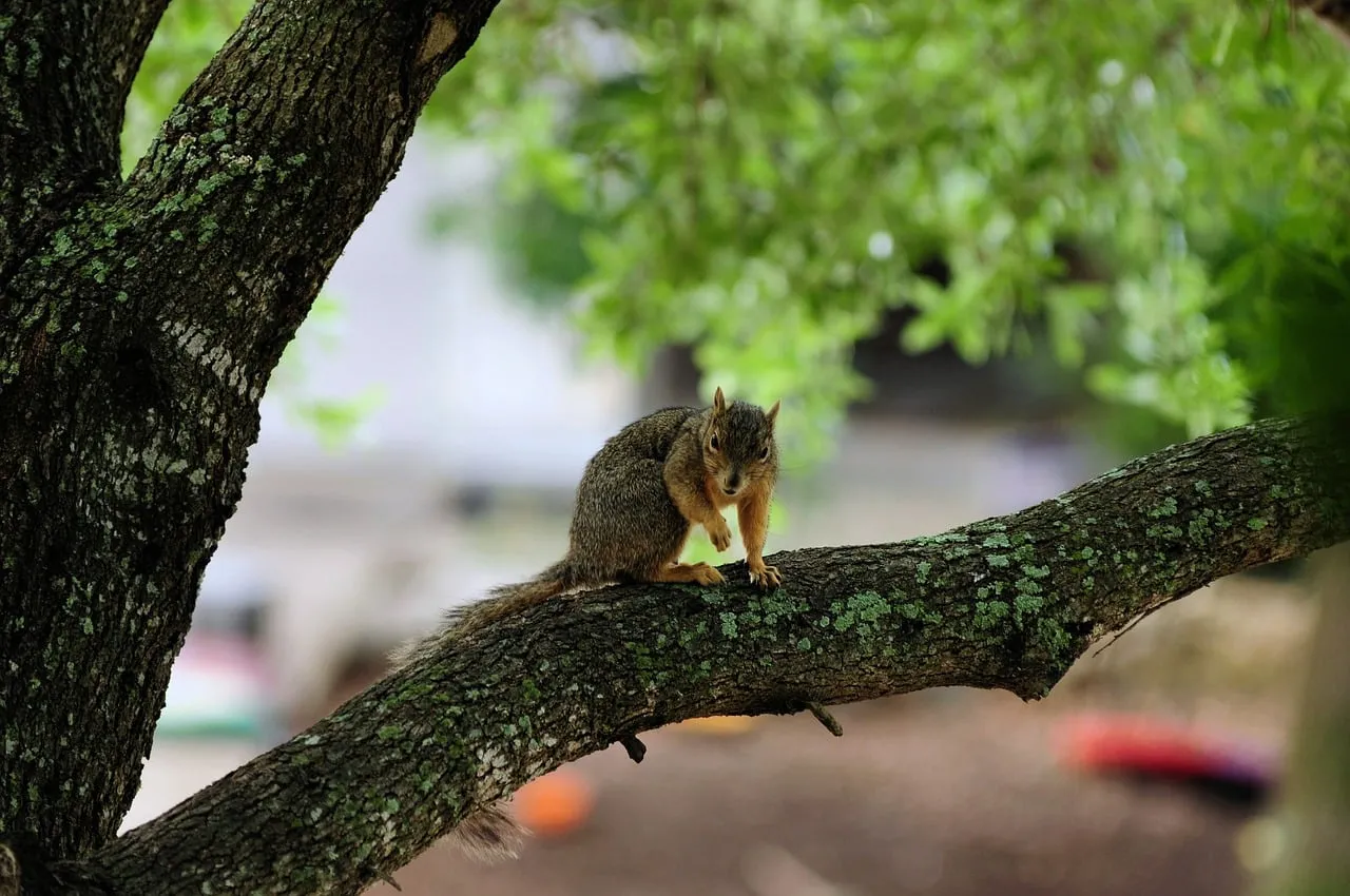 Charming Woodland Squirrel Perched on Branch