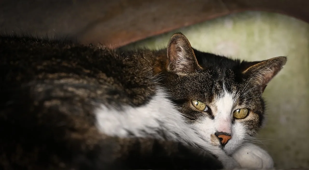 Captivating Gaze: Intimate Close-up of a Lying Cat's Eyes