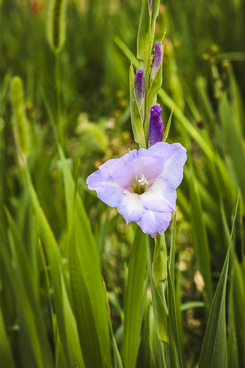 Vibrant Purple Gladiolus Blossom in Lush Greenery