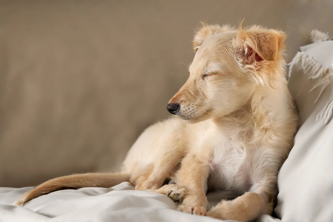 Adorably Peaceful Puppy: Golden Dreamer on a Cozy Bed