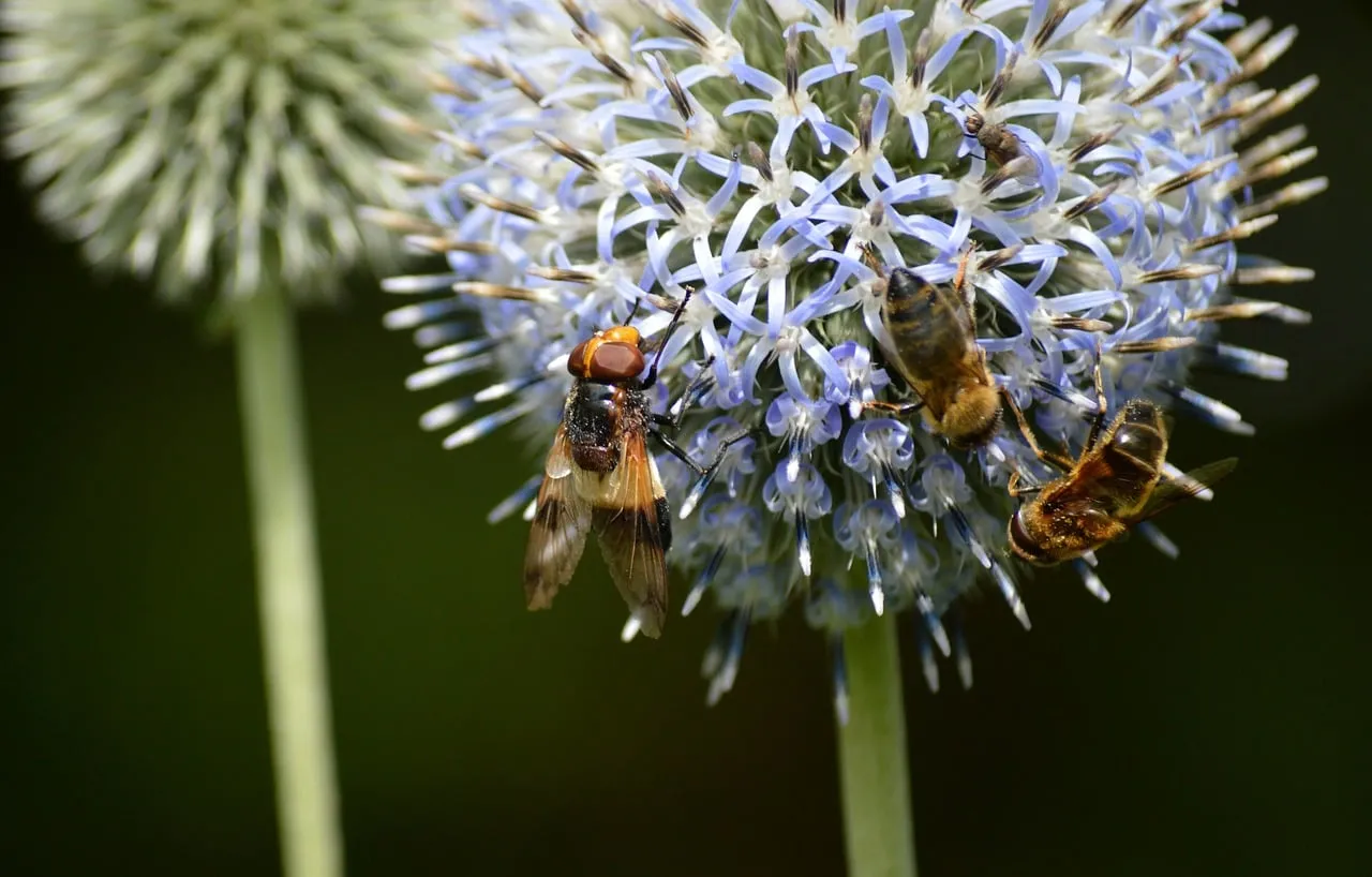 Vibrant Thistle Bloom: Bumblebee Hoverflies Feasting on Nectar