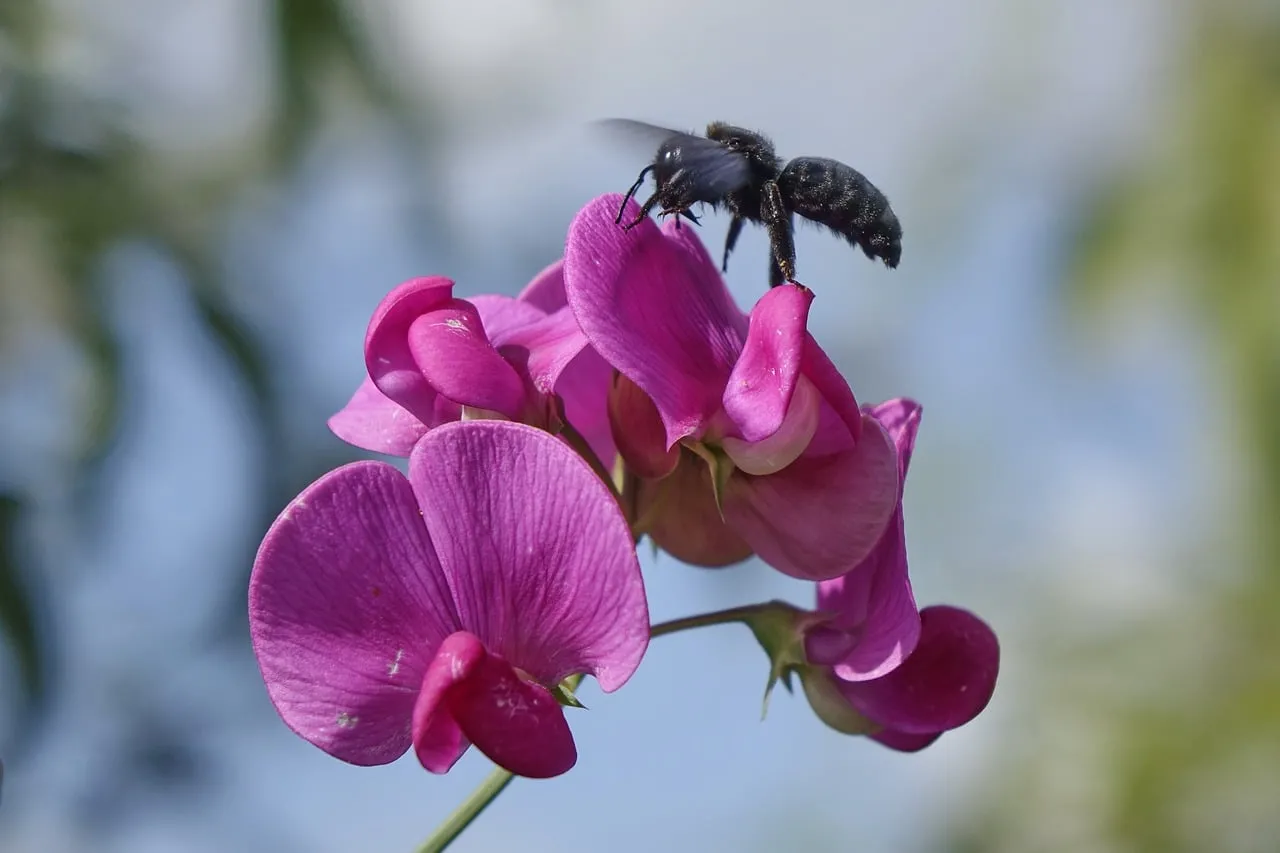 Vibrant Purple: Bumblebee's Nectar Dance on Sweet Pea