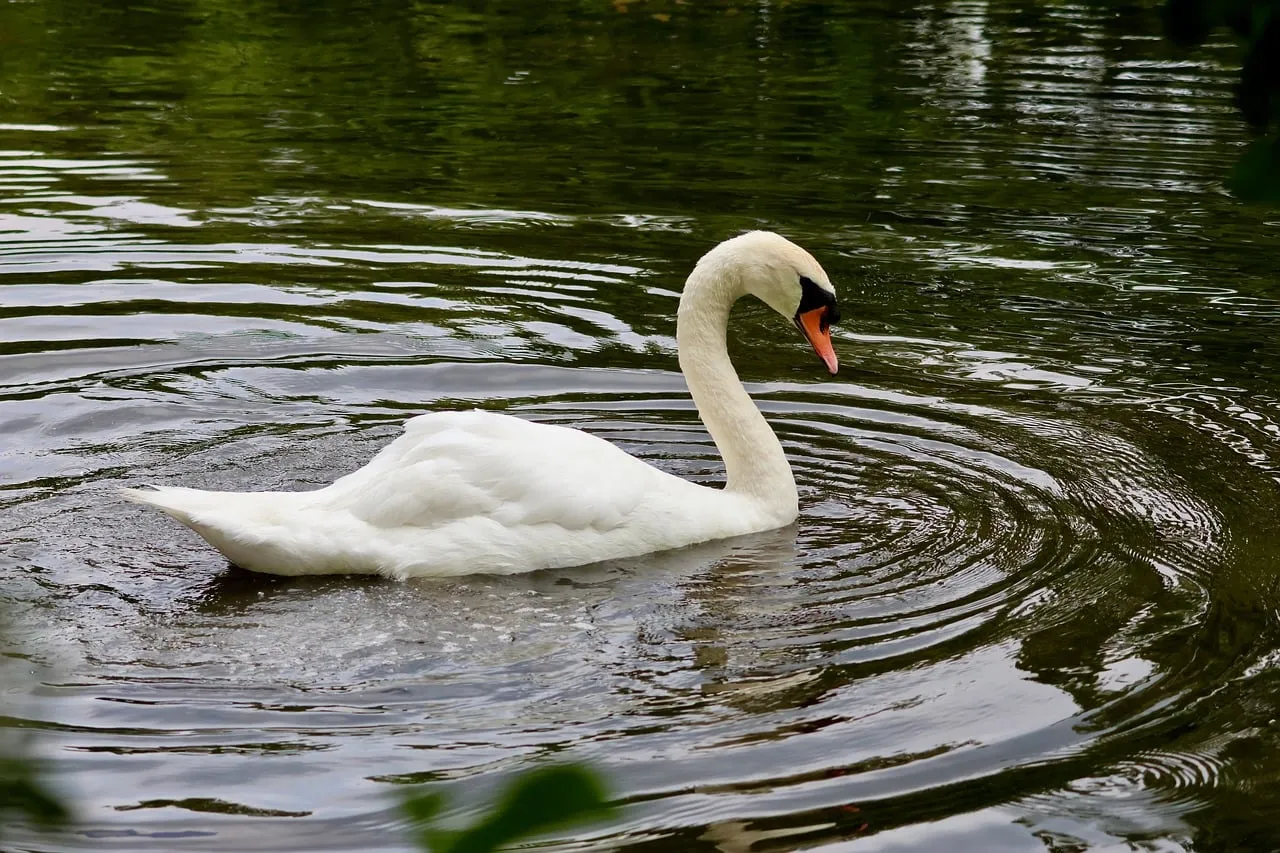 Graceful Swan Glides on Serene Lake Water