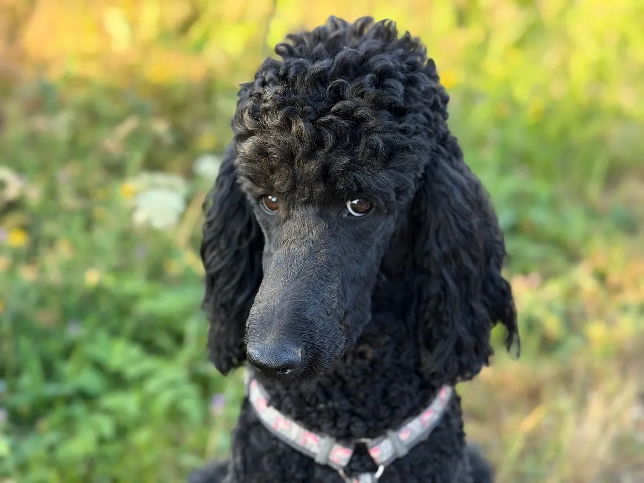 Charming Black Poodle: An Intelligent Outdoor Companion