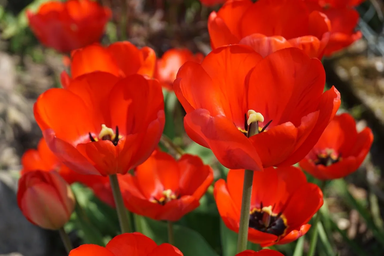 Vibrant Red Tulips: Nature's Springtime Masterpiece in Full Bloom