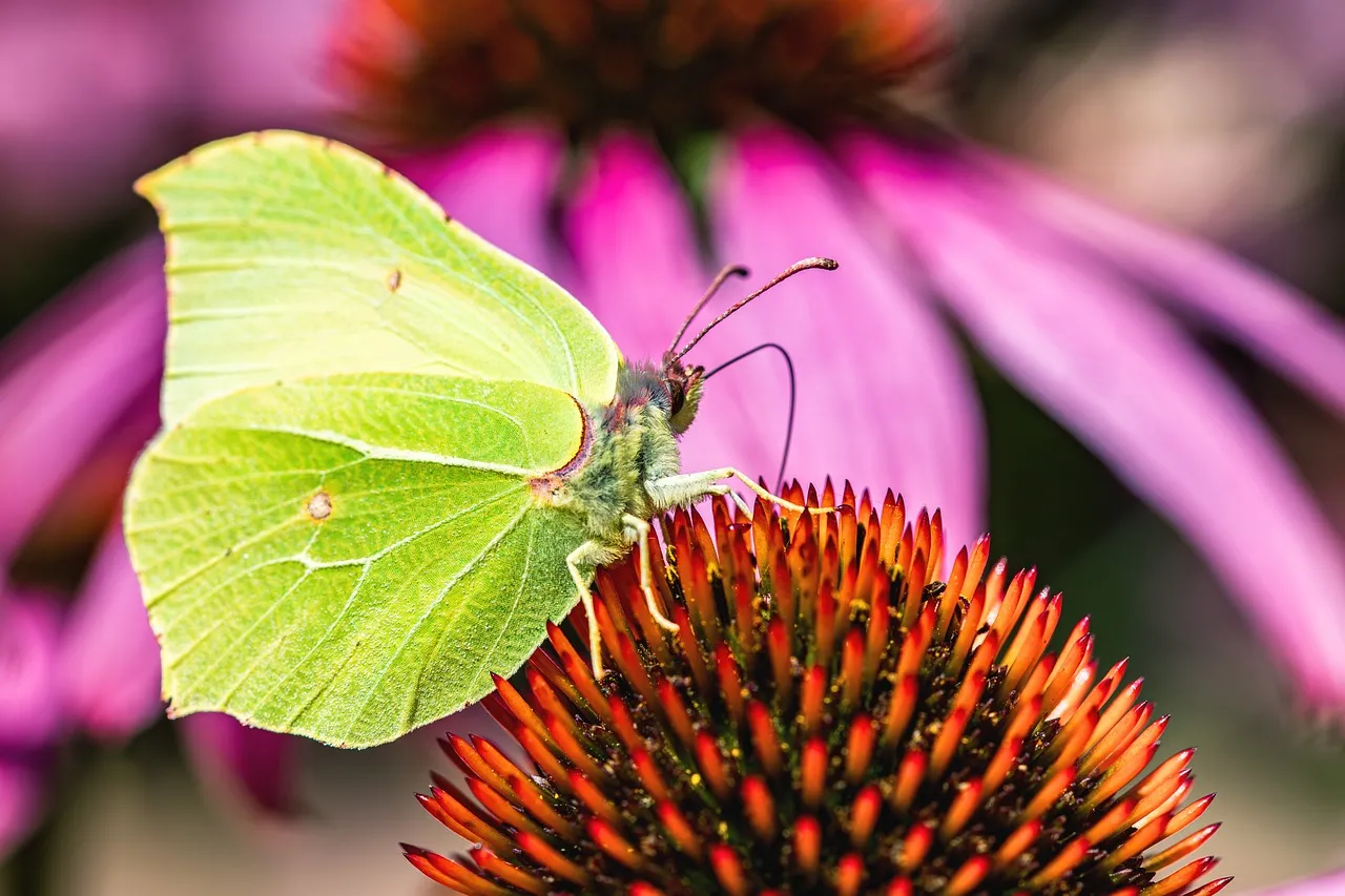 Vibrant Butterfly on Echinacea: Summer's Delicate Beauty