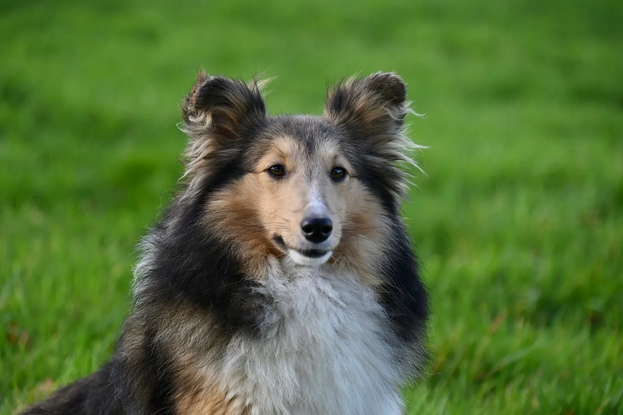 Charming Shetland Sheepdog in Verdant Nature