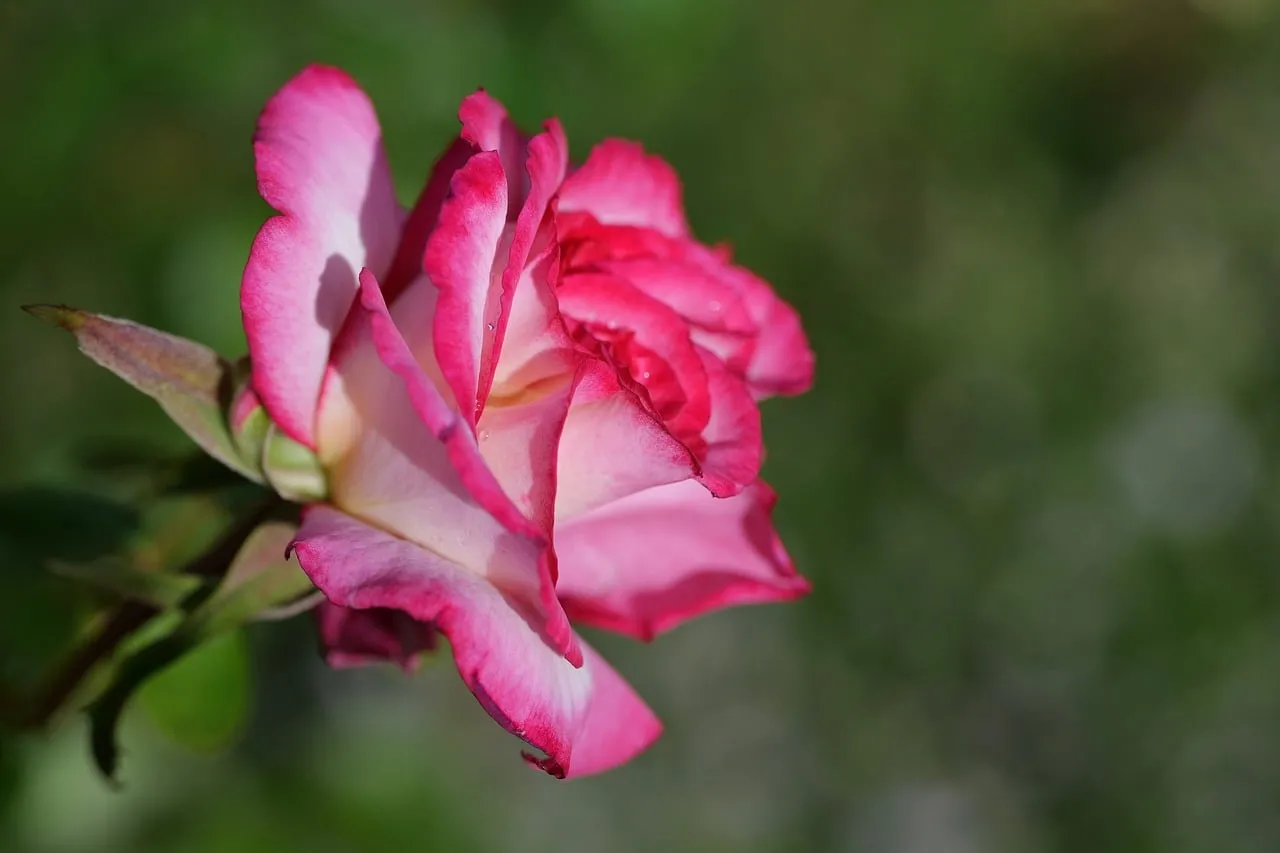 Vibrant Pink Rose in Bloom: Nature's Elegance Up Close