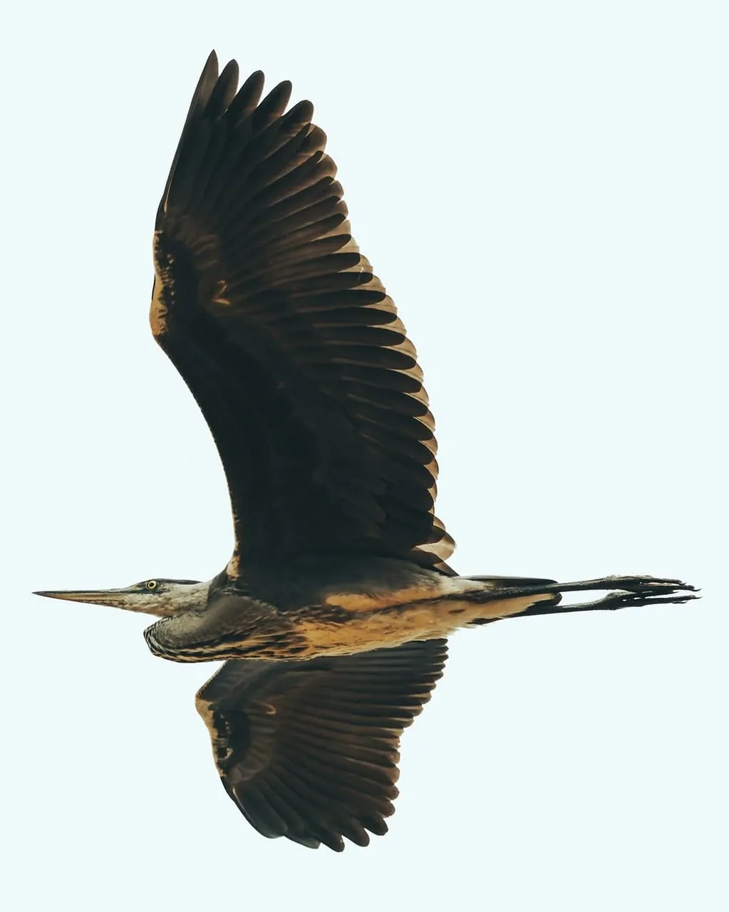 Majestic Flight: Grey Heron Soaring Through the Sky