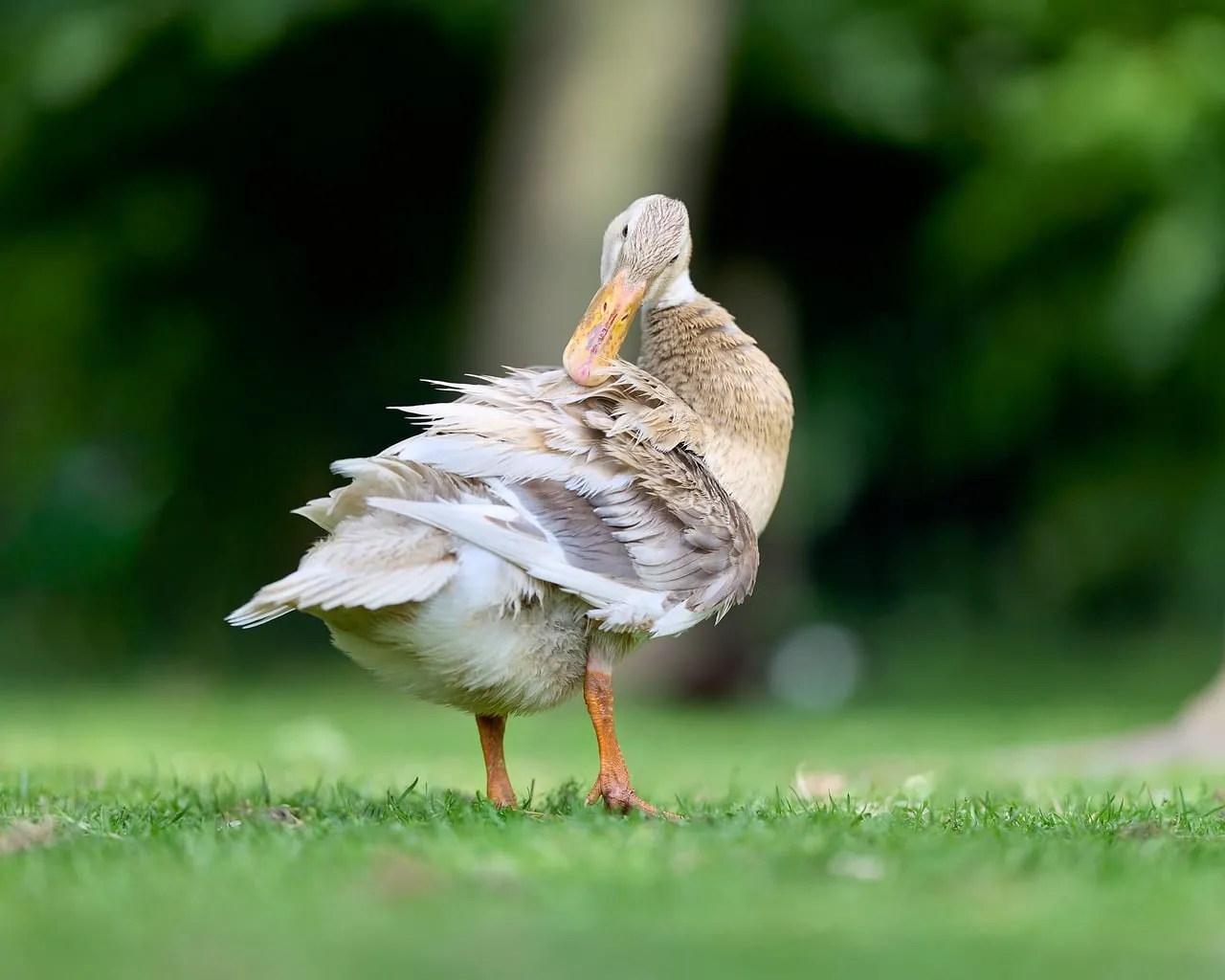 Serene Elegance: Indian Runner Duck Preening in Nature