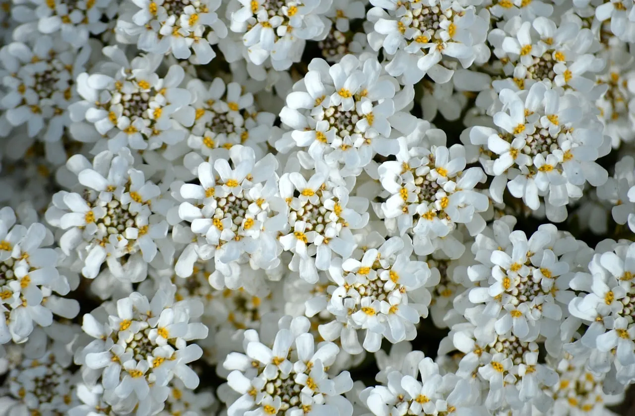 Stunning Iberis Blooms: A Carpet of White Floral Perfection