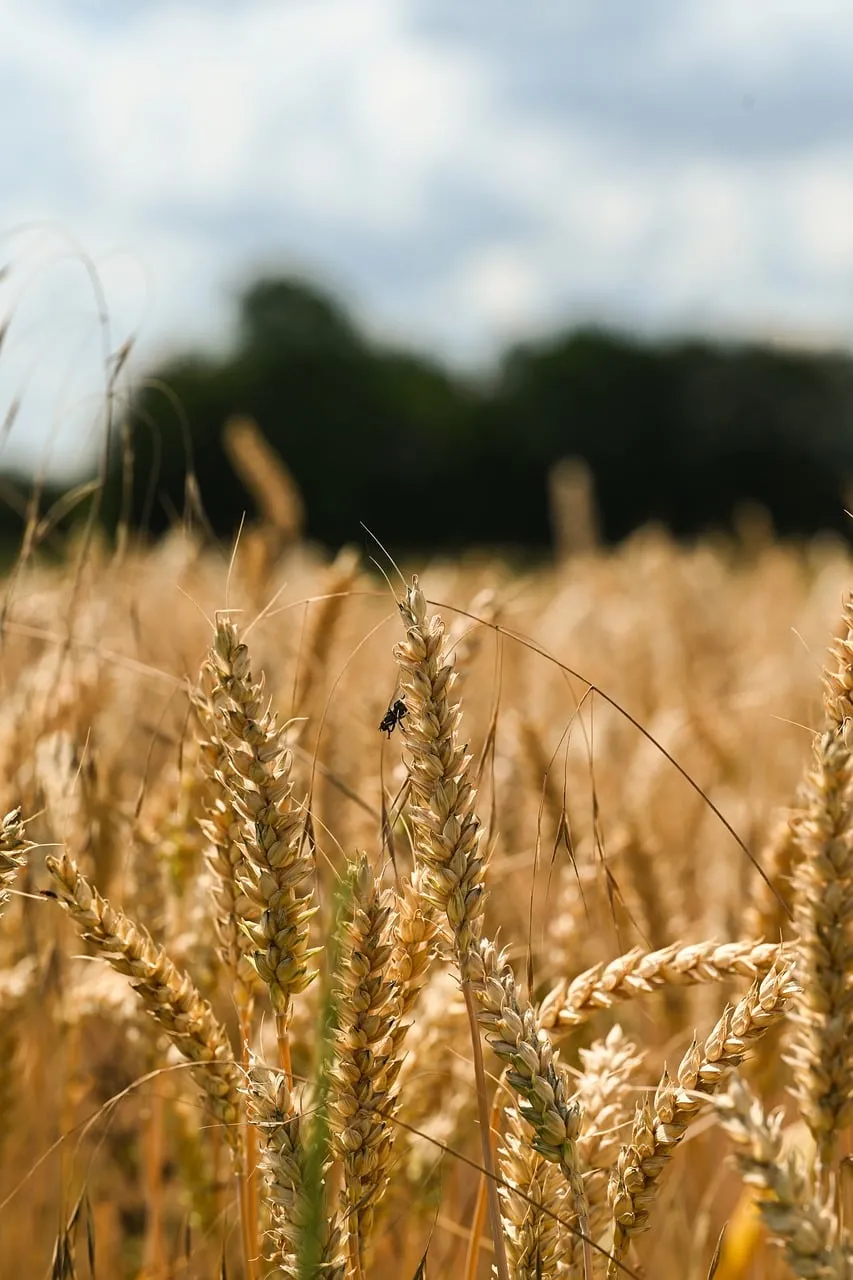 Golden Wheat Fields: A Summer's Gentle Embrace