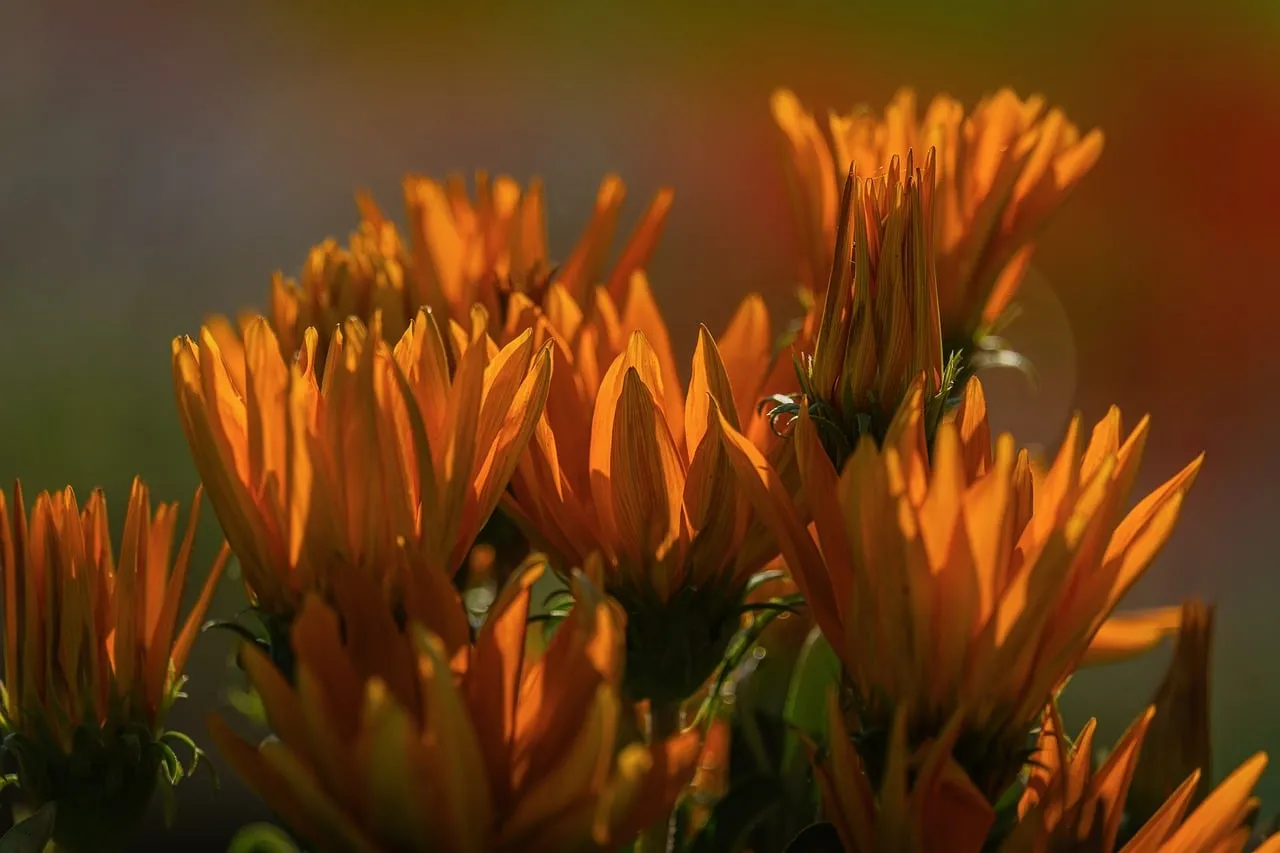Vibrant Orange Blossoms Bathed in Golden Sunlight