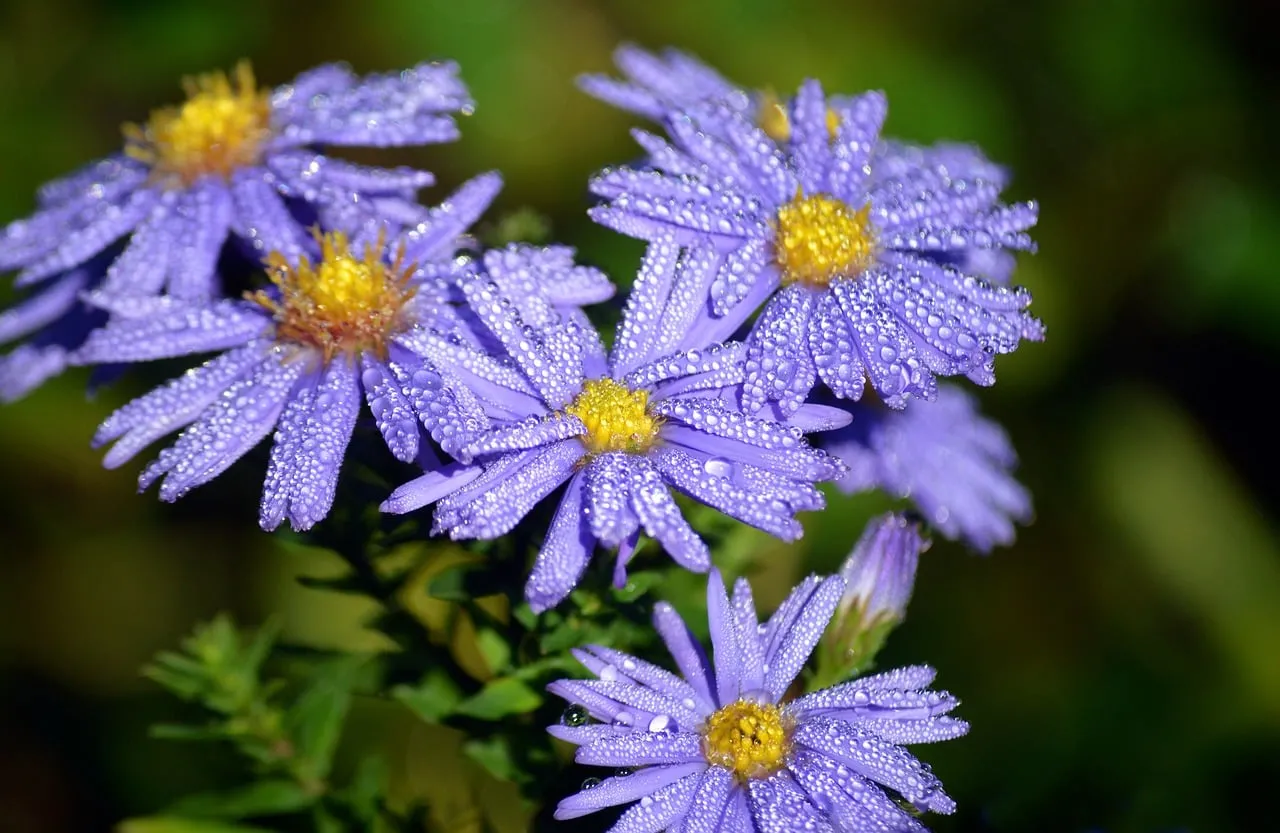 Enchanting Purple Asters Adorned with Morning Dewdrops