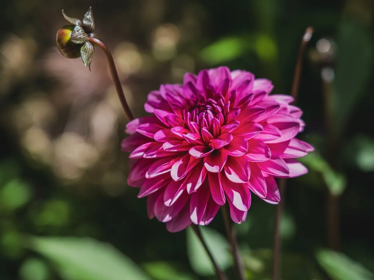 Vibrant Pink Dahlia Bloom: A Summer Garden Masterpiece