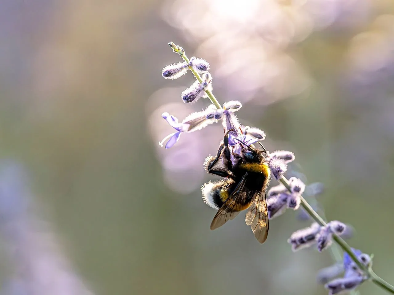 Vibrant Lavender: Bumblebee's Spring Pollination Delight